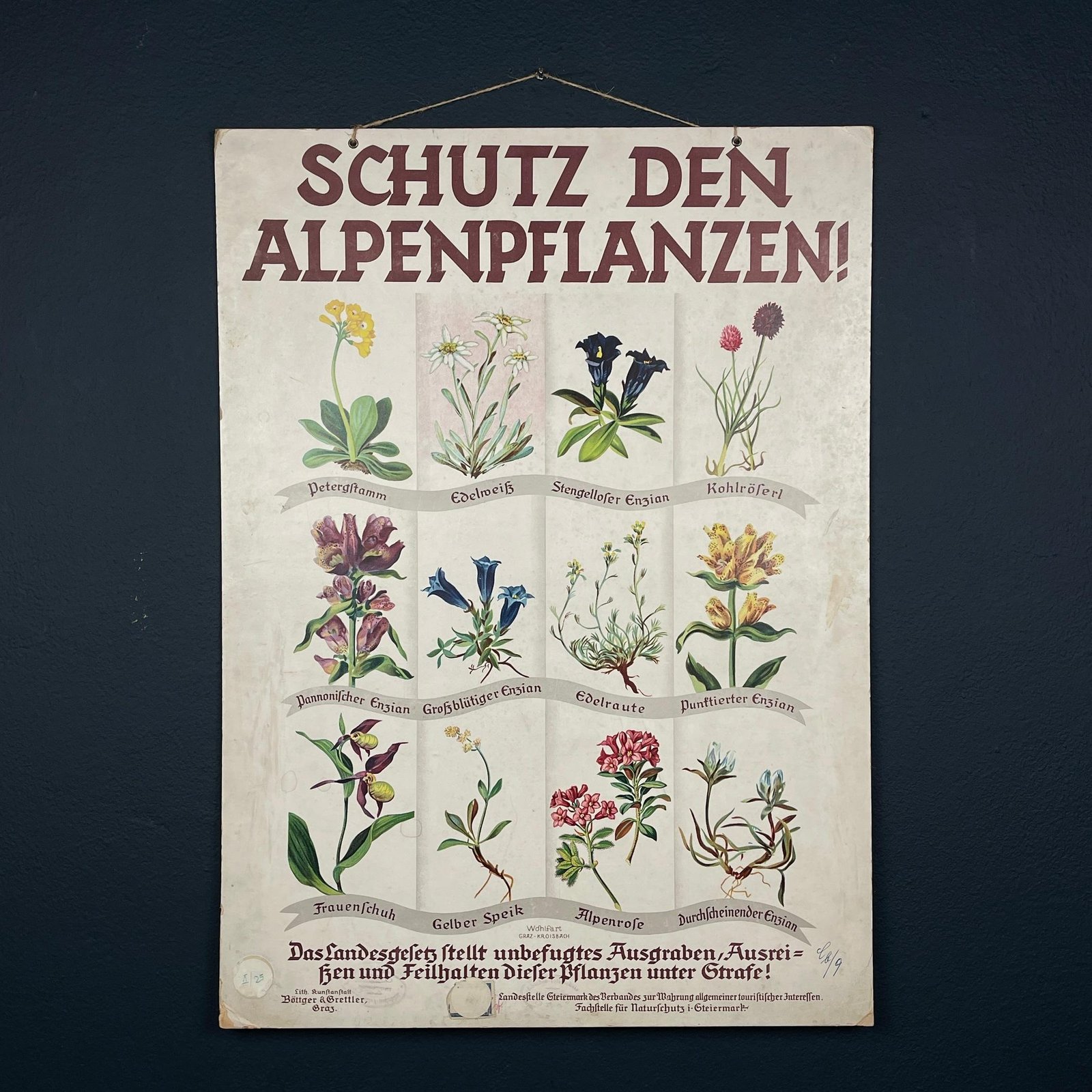 Vintage school botanical poster Austria 1930s Educational wall board Mädchen Volksschule Graz