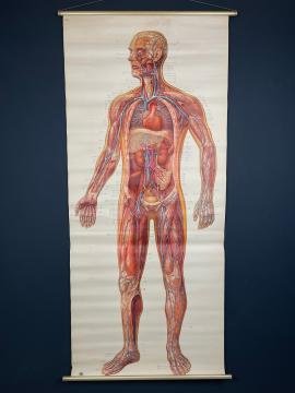 Vintage anatomic school poster The Blood System by Deutsches Hygiene Museum Dresden GDR (East Germany), 1976